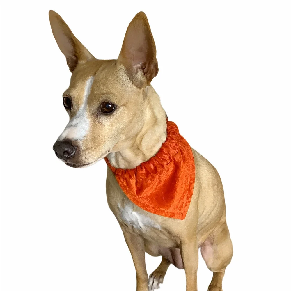 Crushed Velvet Dog Collar with Bandana